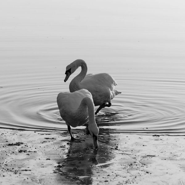 Symmetry and balance in natural movements